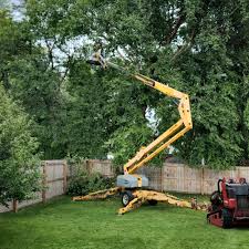 Best Storm Damage Tree Cleanup  in Centralia, IL