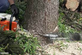 Best Storm Damage Tree Cleanup  in Centralia, IL