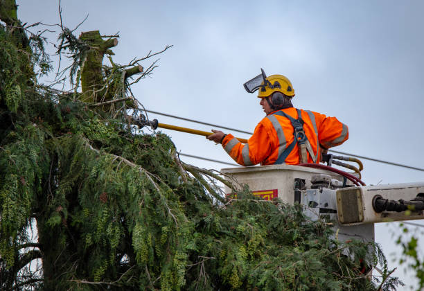 Best Tree Trimming and Pruning  in Centralia, IL