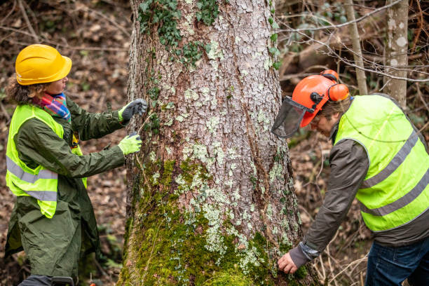  Centralia, IL Tree Services Pros