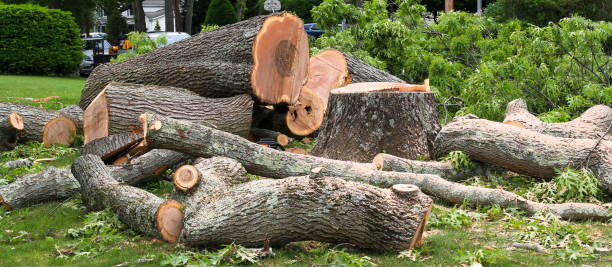 Best Hazardous Tree Removal  in Centralia, IL