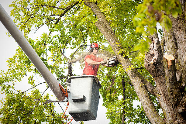 Trusted Centralia, IL Tree Services Experts