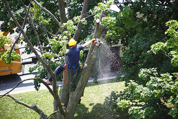 Best Tree Preservation Services  in Centralia, IL