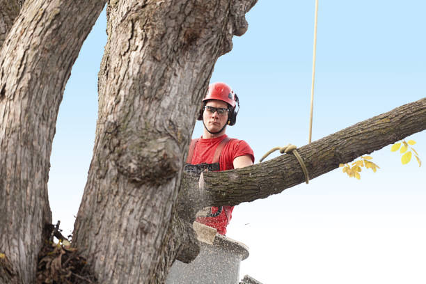 Best Tree Risk Assessment  in Centralia, IL